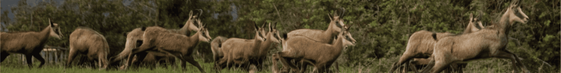 Trail des Chamois banner ambilight